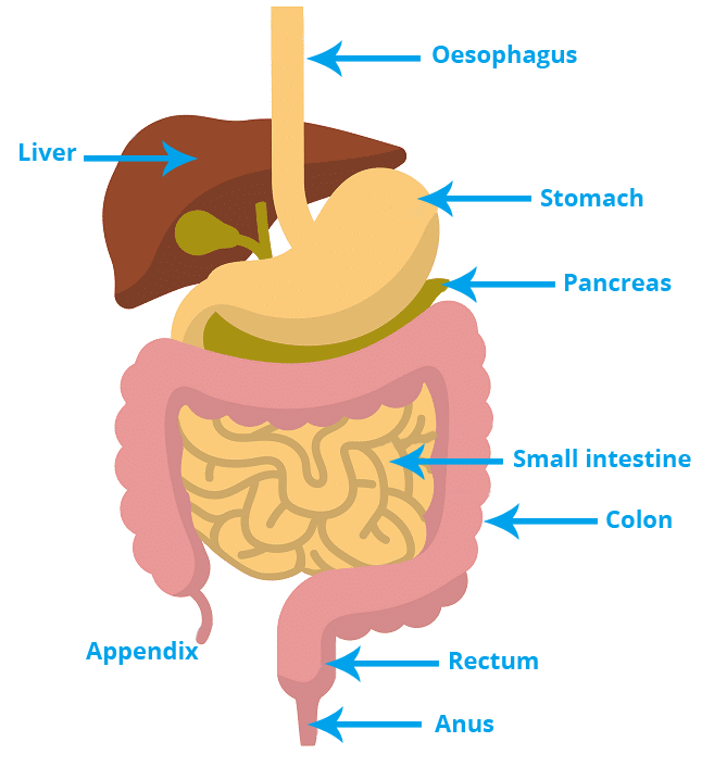 An Overview Of The Digestive System